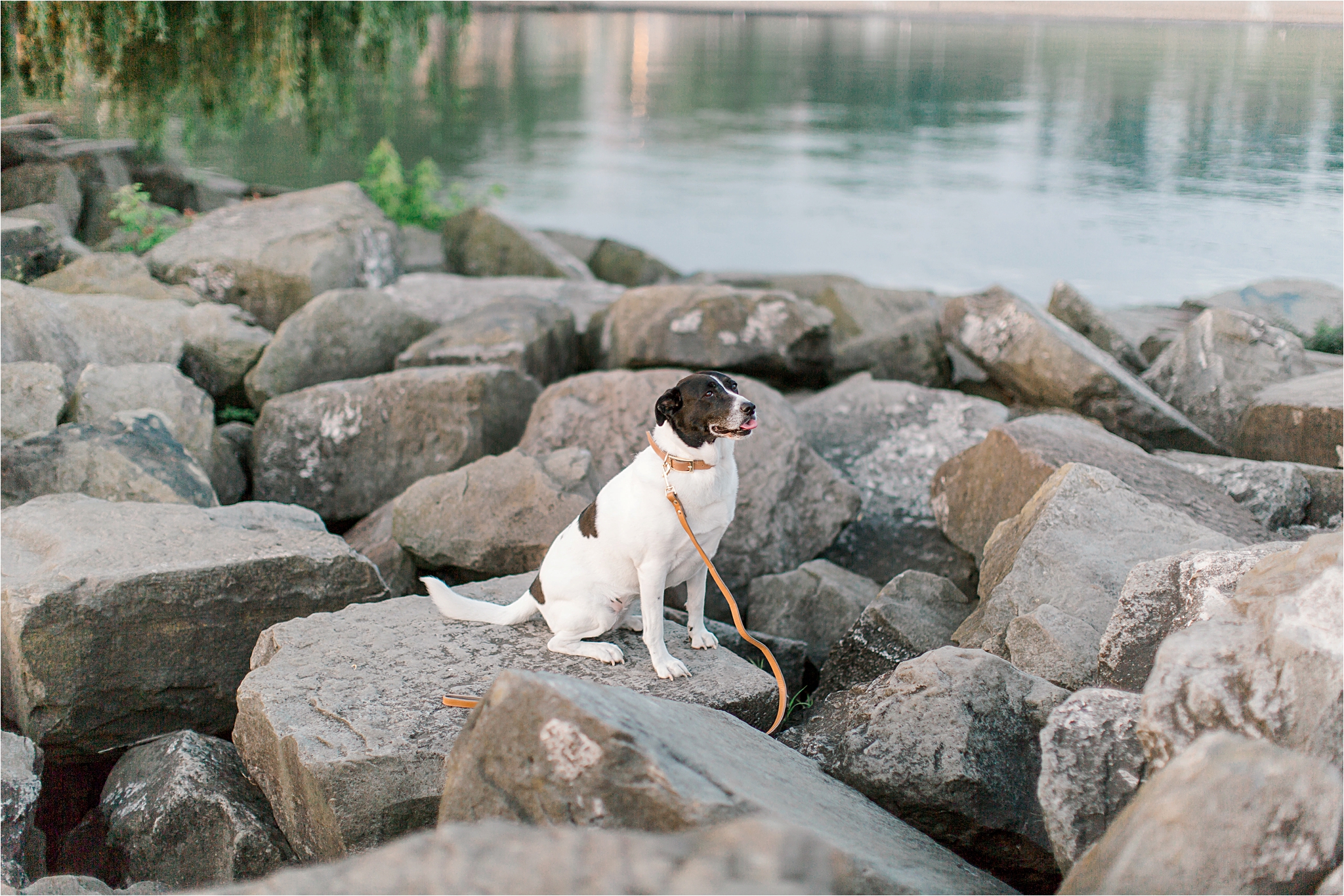 dog sitting on rocks at edgewater park in Cleveland engagement session