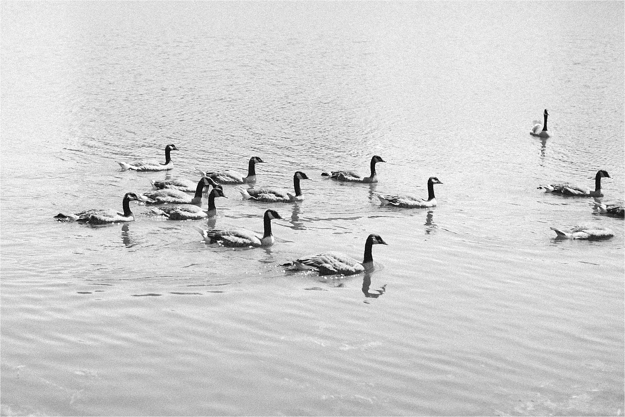 Geese swimming at Wade Oval Lagoon